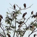 সুন্দরবনের পাখিদের অভয়ারণ্য